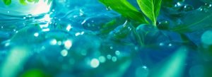 Sustainability Solutions